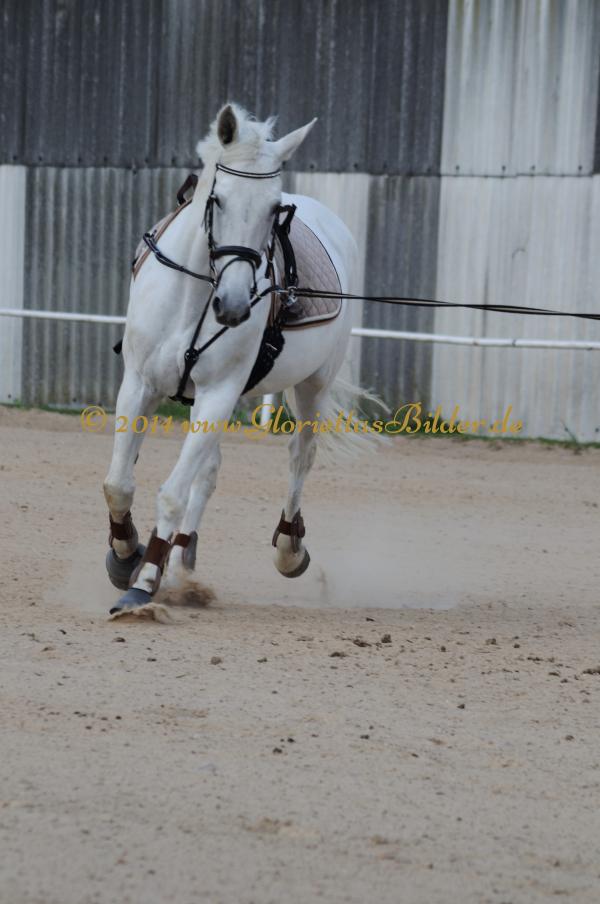 Pferde_in_ihren_Facetten