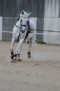 Pferde_in_ihren_Facetten