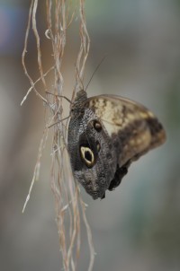 Schmetterling